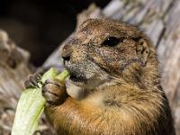 Präriehund beim knabbern